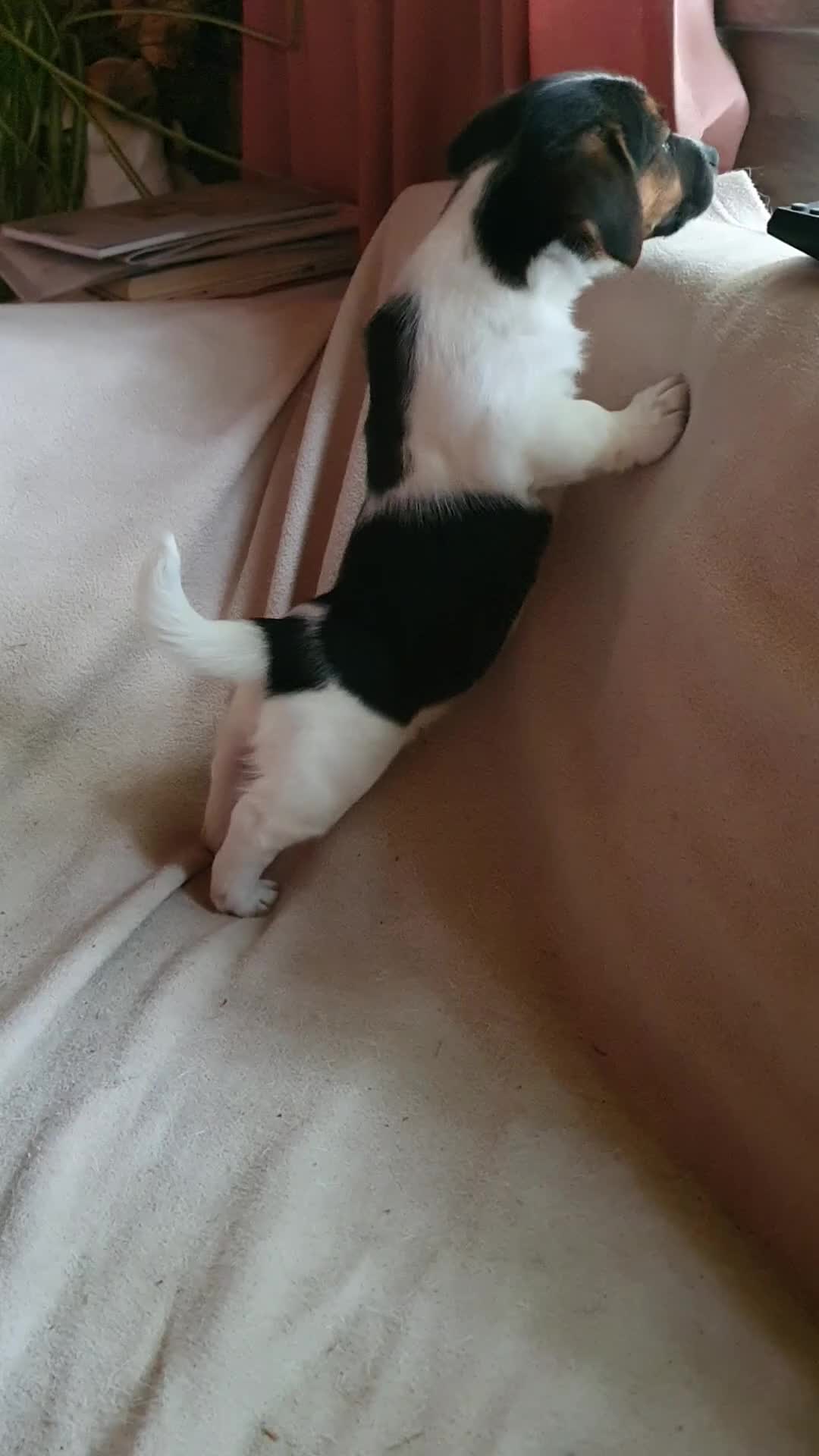 Jack Russel Terriër honden te koop: Speelse gezonde RASZUIVER JACK RUSSELpups LAAGBEEN - Video 4