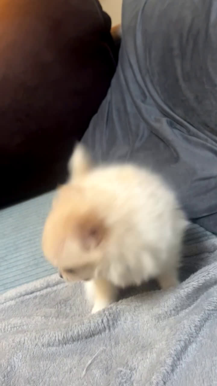 Pomchi honden te koop: Mooie witte pomchi puppy  - Video 1