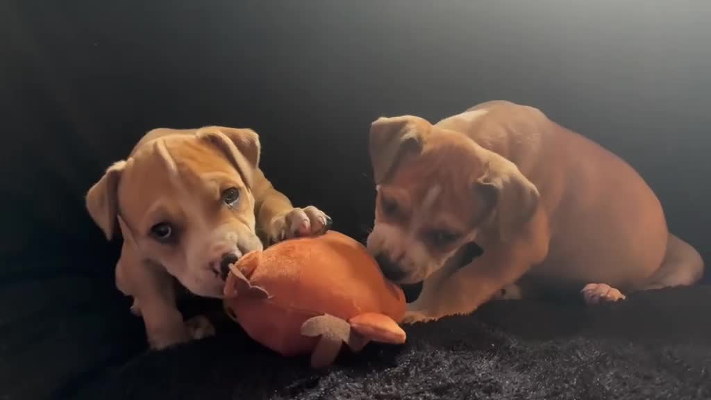 American Staffordshire Terriër honden te koop: Amerikaanse stafford  - Video 3