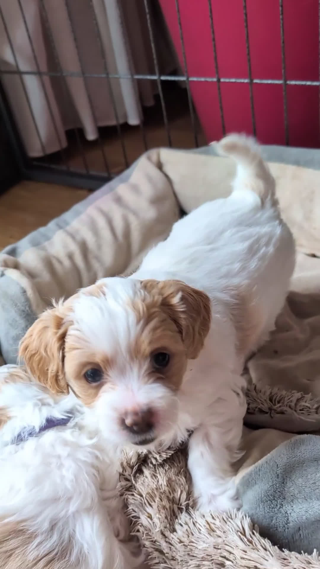 Shihpoo honden te koop: MaltiPoo (ShihTzu/Maltezer X ToyPoedel) - Video 3