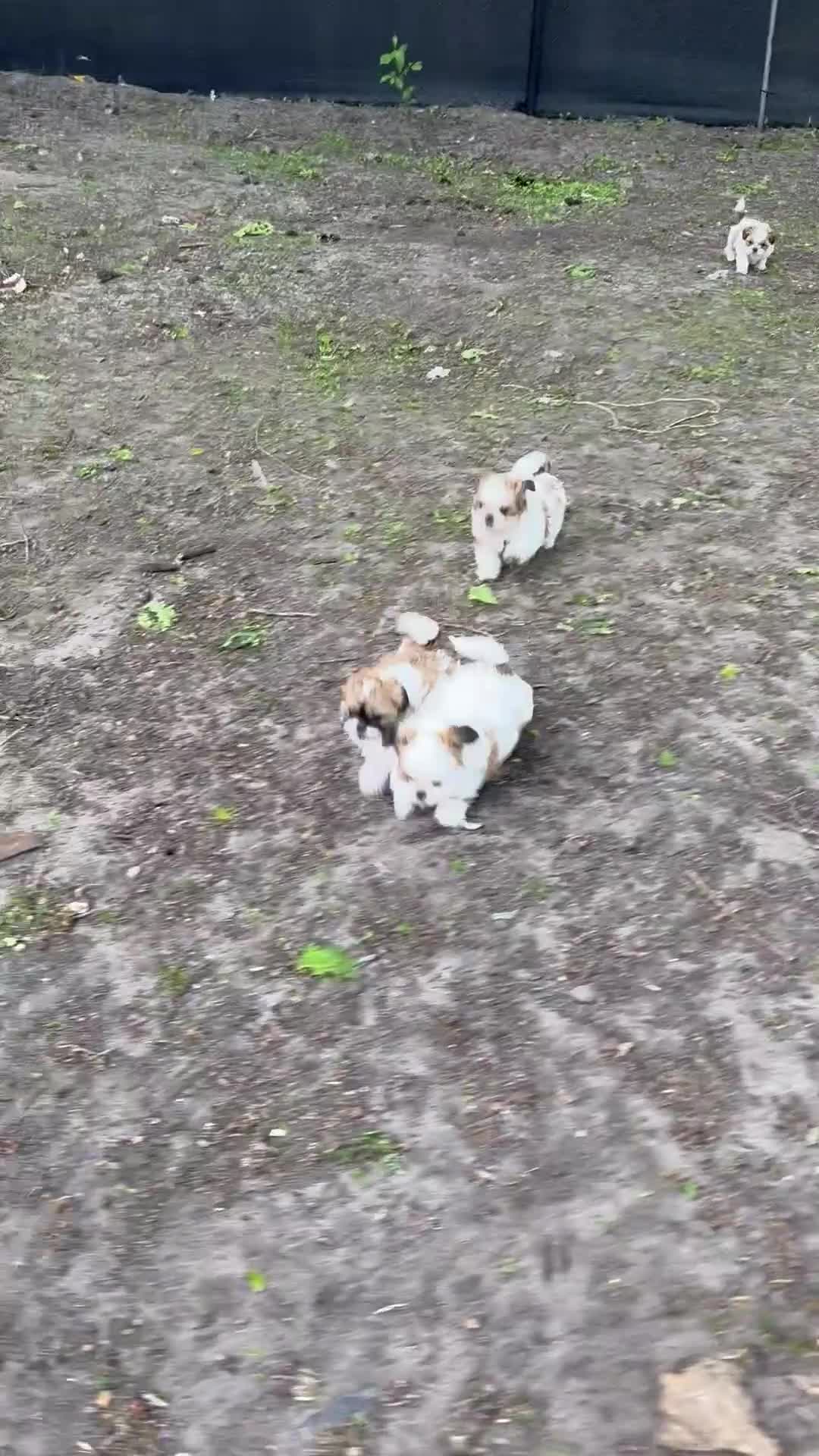 Shih Tzu honden te koop: raszuivere Shih Tzu-puppy's🐶 - Video 1