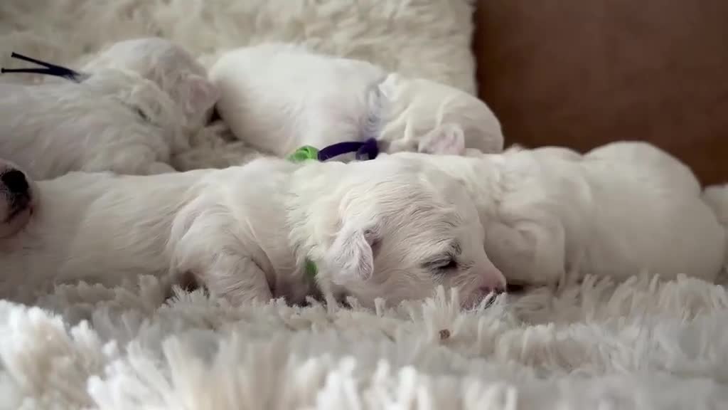 Bolognezer honden te koop: Super mooie bolognezer pupjes met stamboom in Waddinxveen - Video 1