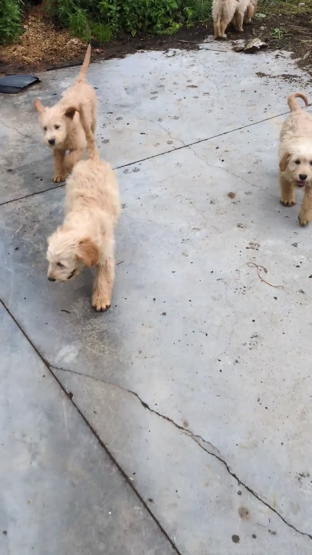 Goldendoodle honden te koop: Goldendoodle zoeken een warme thuis - Video 1