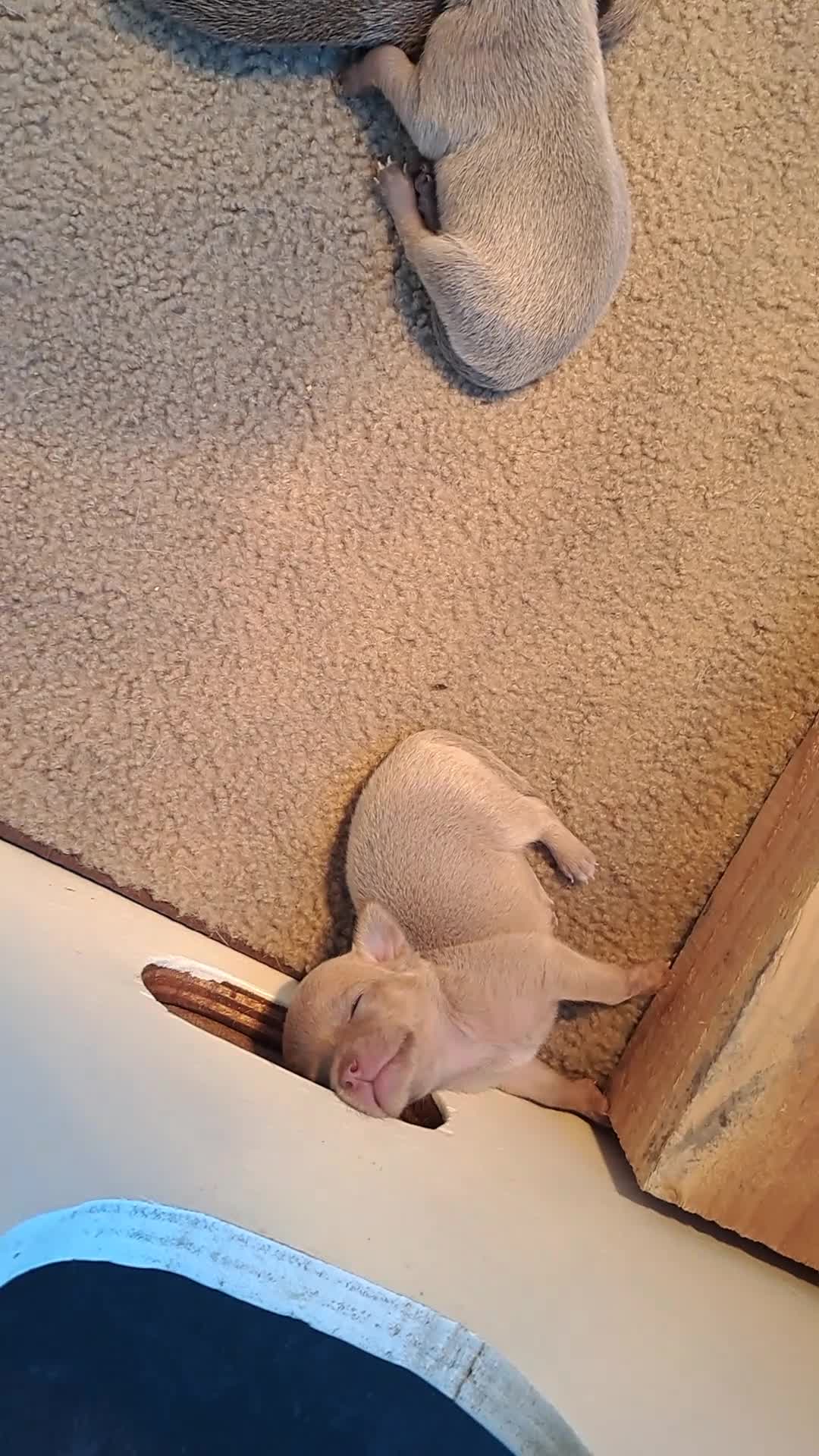 Chihuahua honden te koop: Chihuahua puppies - Video 1