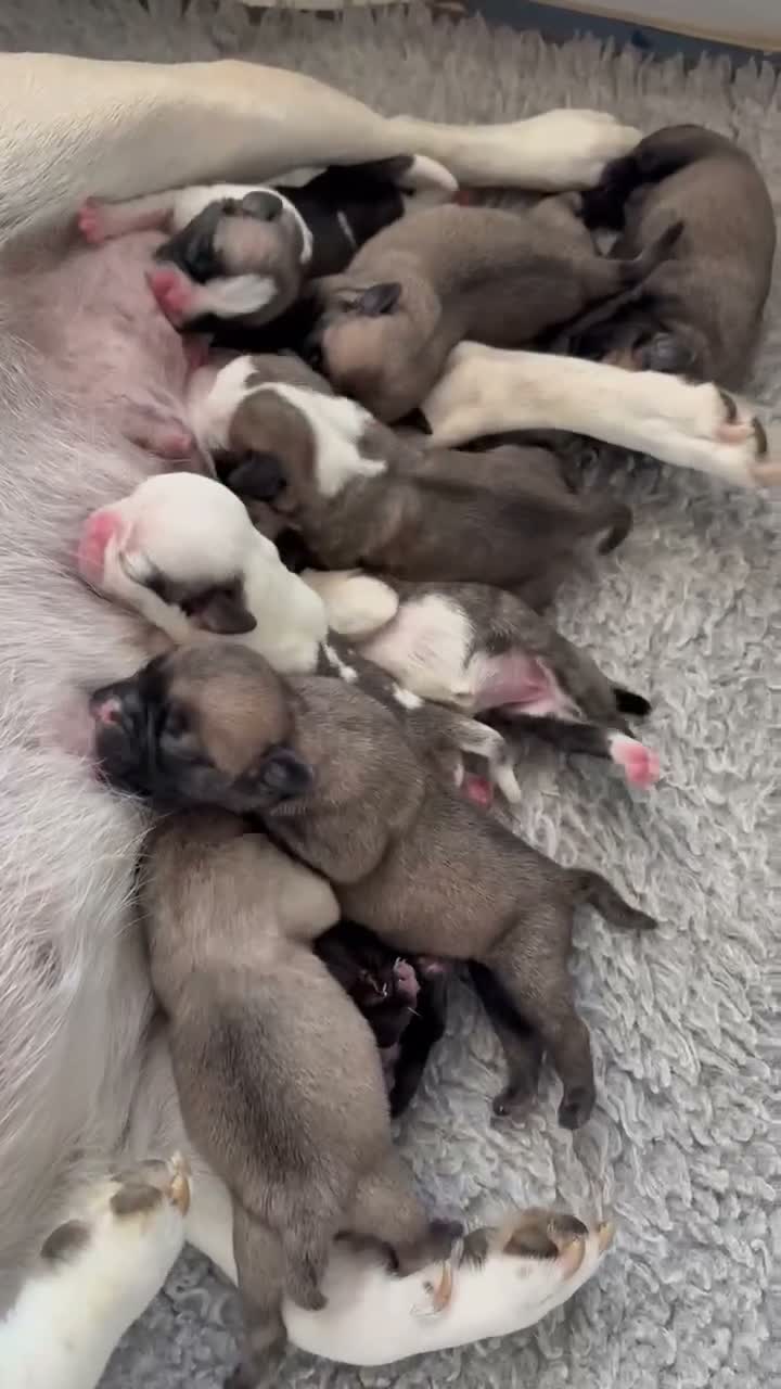Retromops honden te koop: Prachtig nest Retromopsen  - Video 1