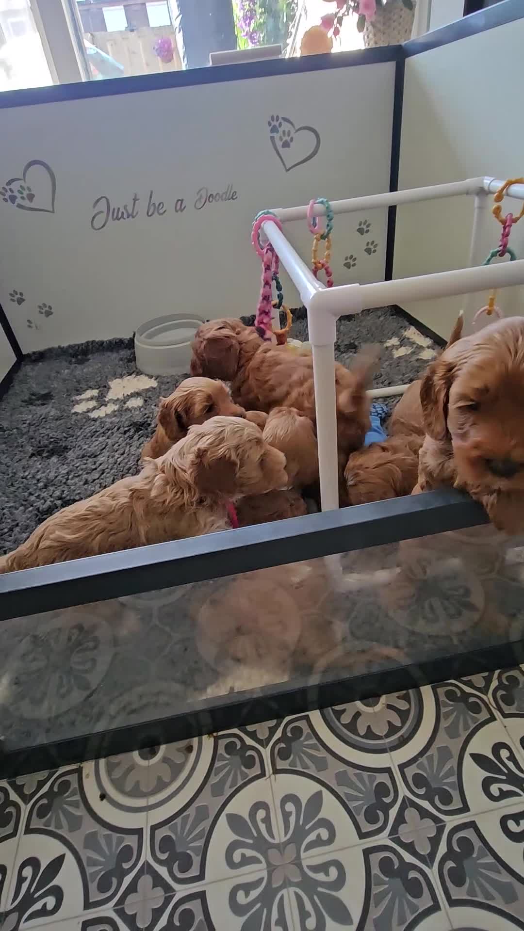 Australian Labradoodle honden te koop: Australian labradoodle pups met Wala stamboom - Video 1