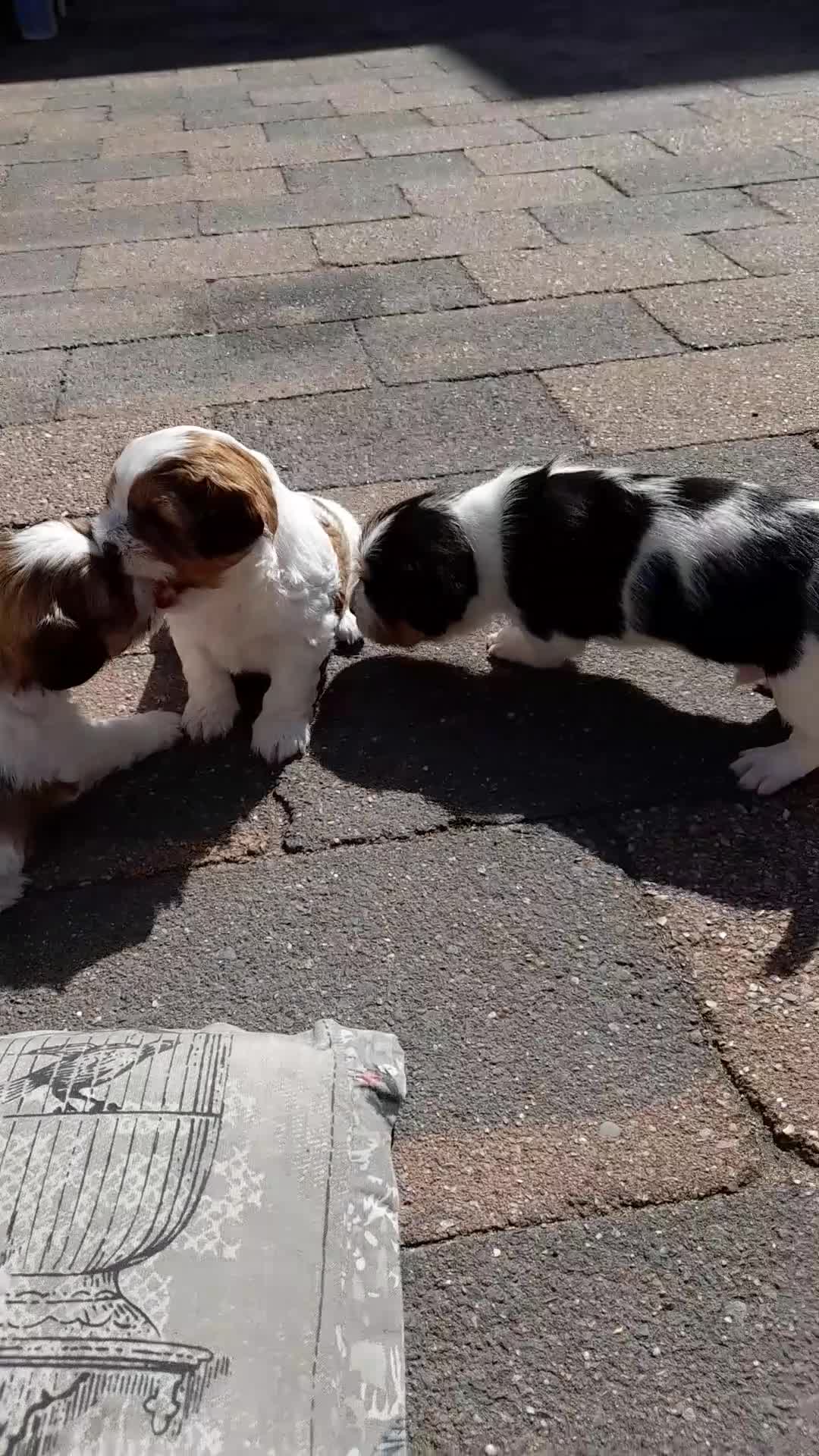 Kruising honden te koop: Zeer mooie boomer pups te koop! in Waddinxveen - Video 1