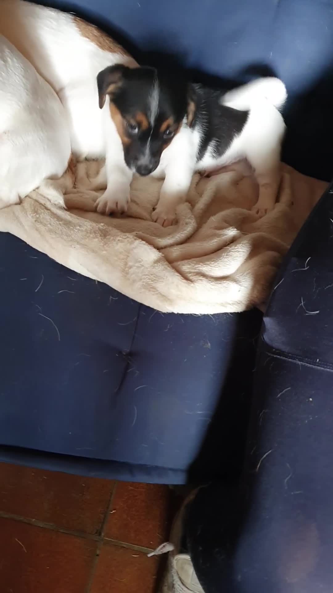 Jack Russel Terriër honden te koop: Speelse gezonde RASZUIVER JACK RUSSELpups LAAGBEEN - Video 1