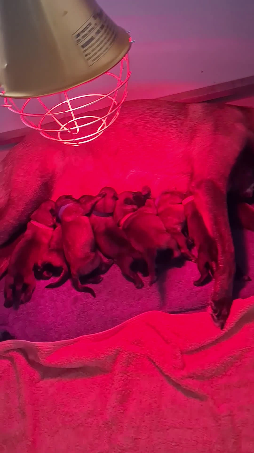 Mechelse Herder honden te koop: FCI pups uit goede combinatie. - Video 5