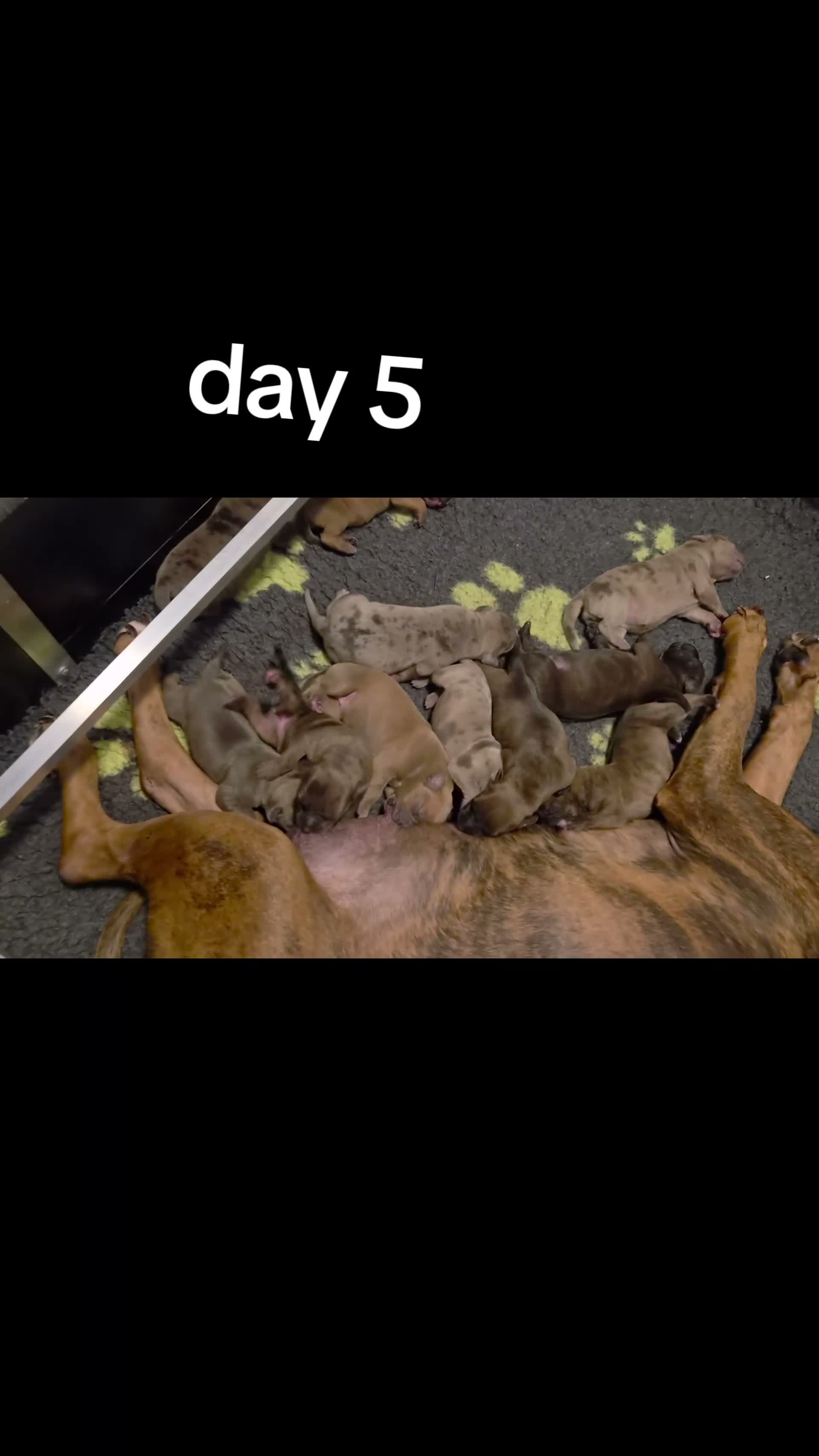 Amerikaanse Bully honden te koop: americanbully xl pup's  - Video 3