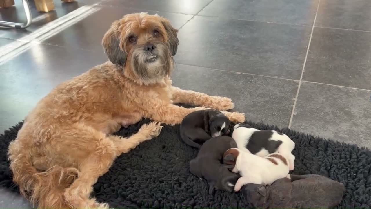 Kruising honden te koop: Mini Doodle pups – parels op zoek naar jouw hart!  - Video 2