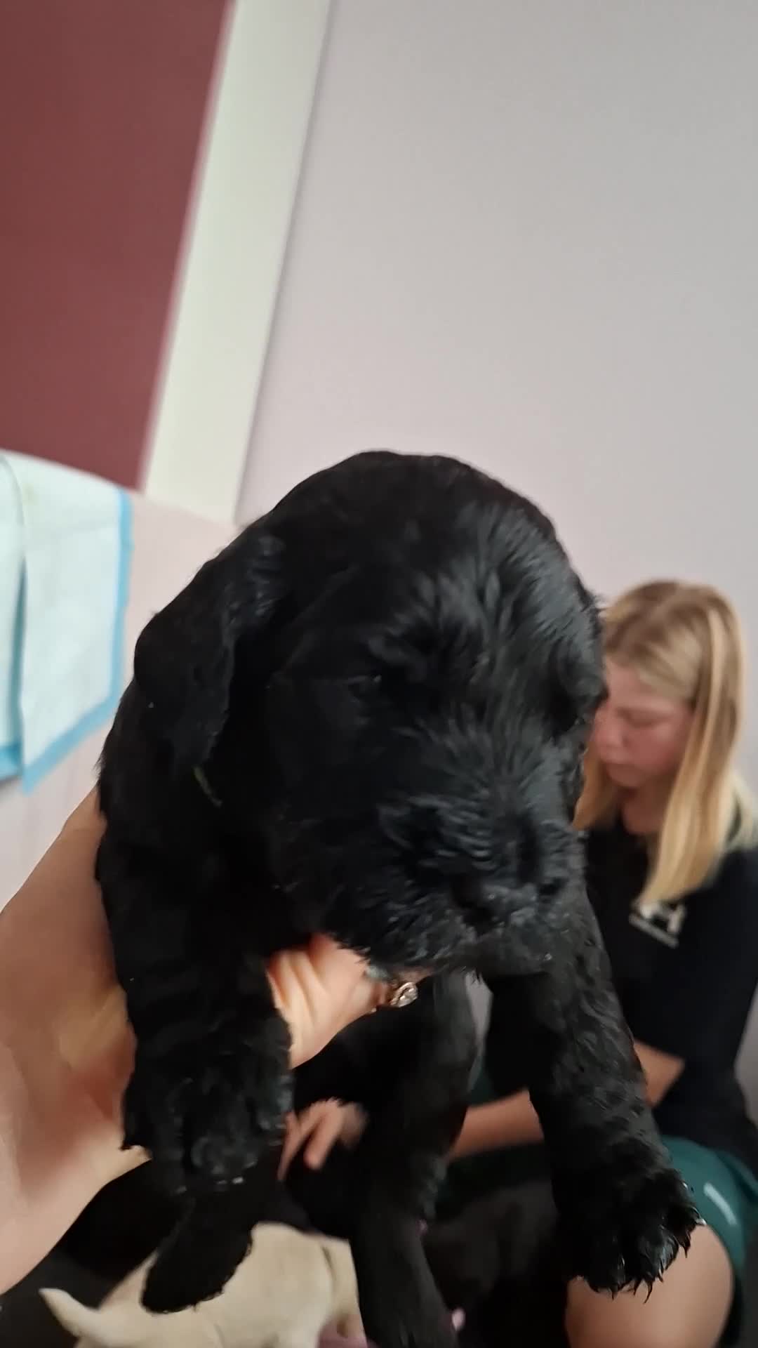 Labradoodle honden te koop: Labradoodle pups - Video 2