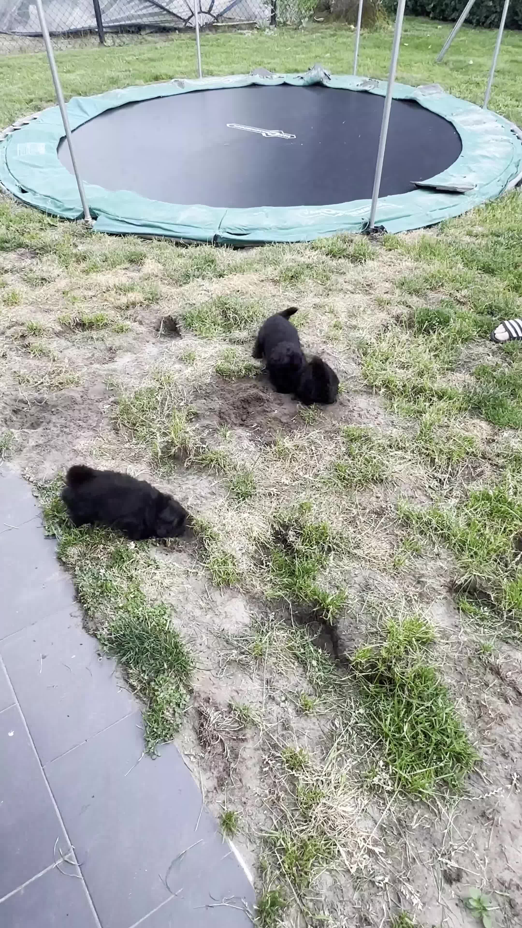 Kruising honden te koop: kruising boomer x poedel - Video 4