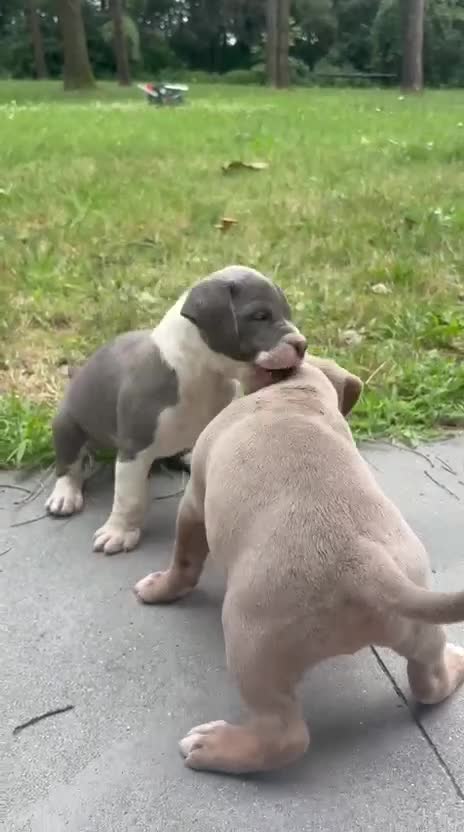 Amerikaanse Bully honden te koop: American Bully XL - Video 1