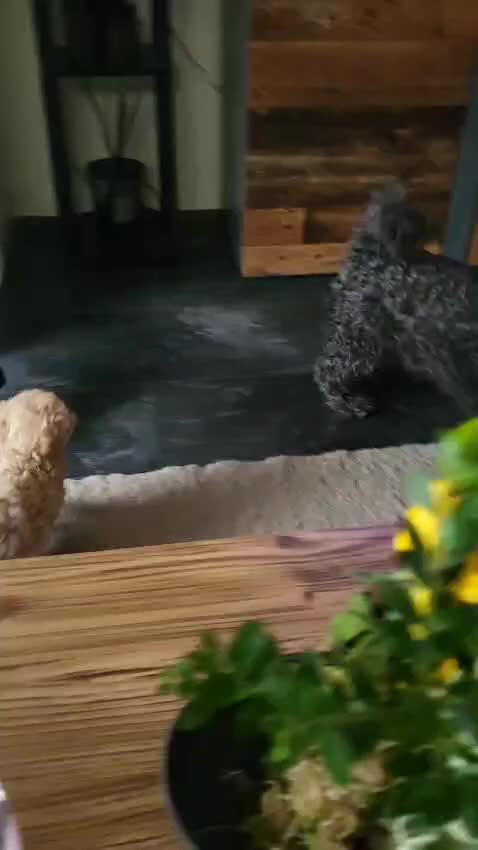 Poedel Toy honden te koop: Toypoedel pups  - Video 4