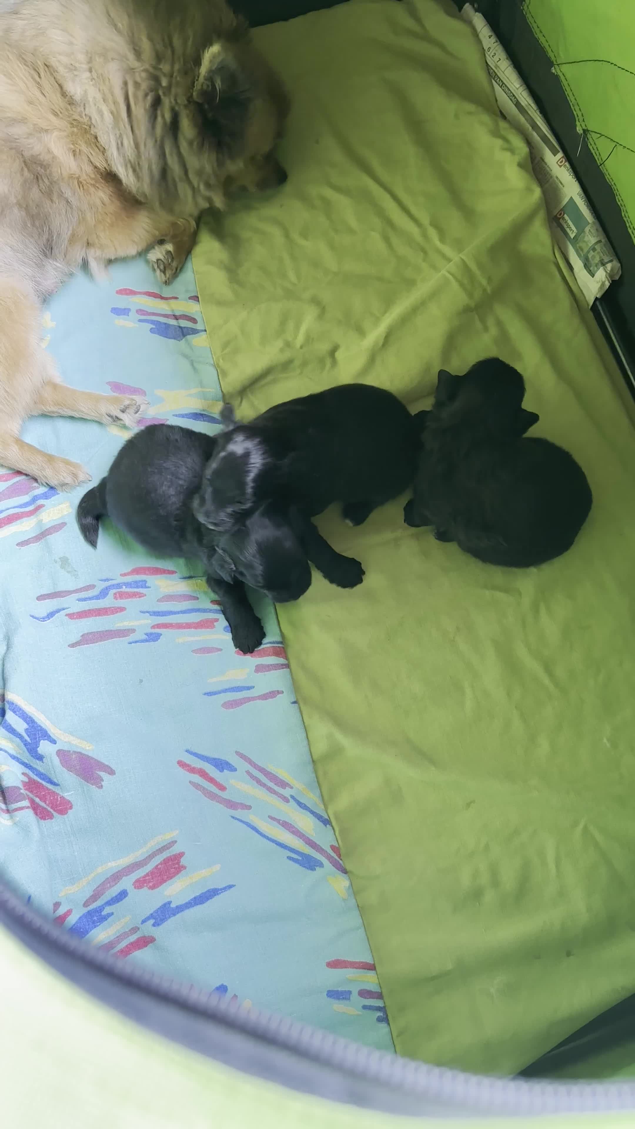 Kruising honden te koop: kruising boomer x poedel in Rijsbergen - Video 1