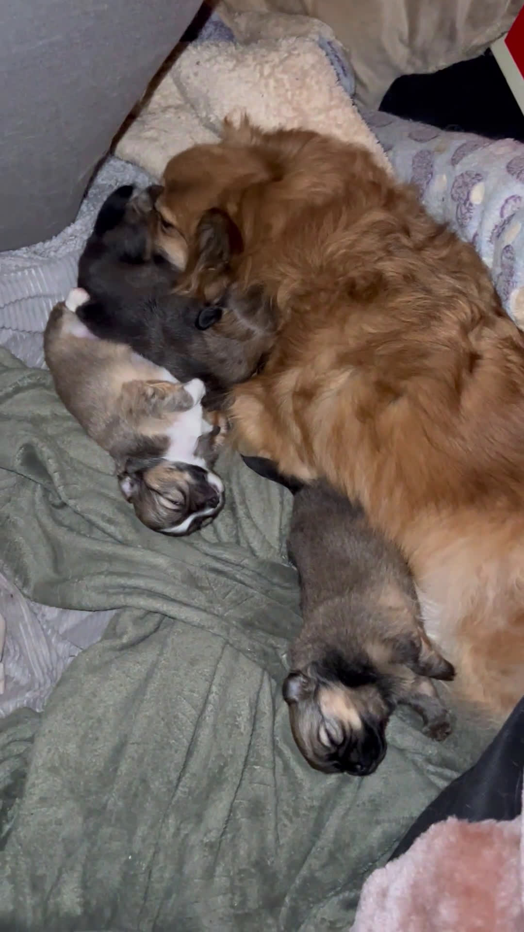 Pomchi honden te koop: Lieve Pomchi pups - Video 1