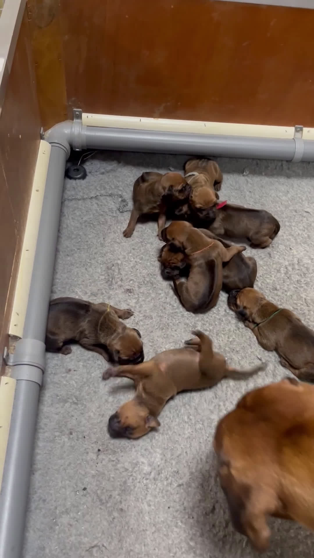 Rhodesian Ridgeback honden te koop: Rhodesian Ridgeback 7 reutjes geboren - Video 1