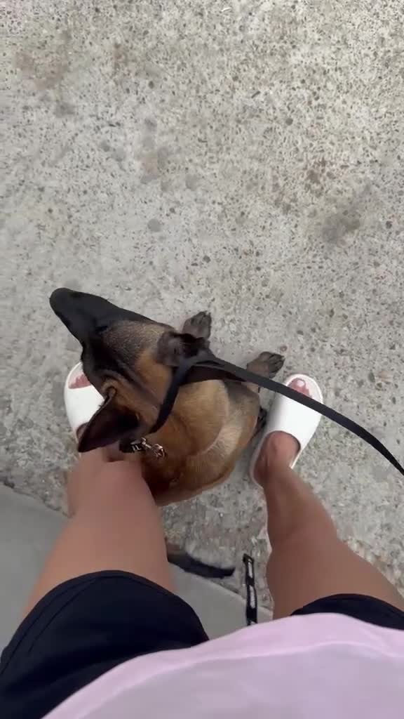 Mechelse Herder honden te koop: Kira – Belgian Shepherd (MALINOIS) - Video 5