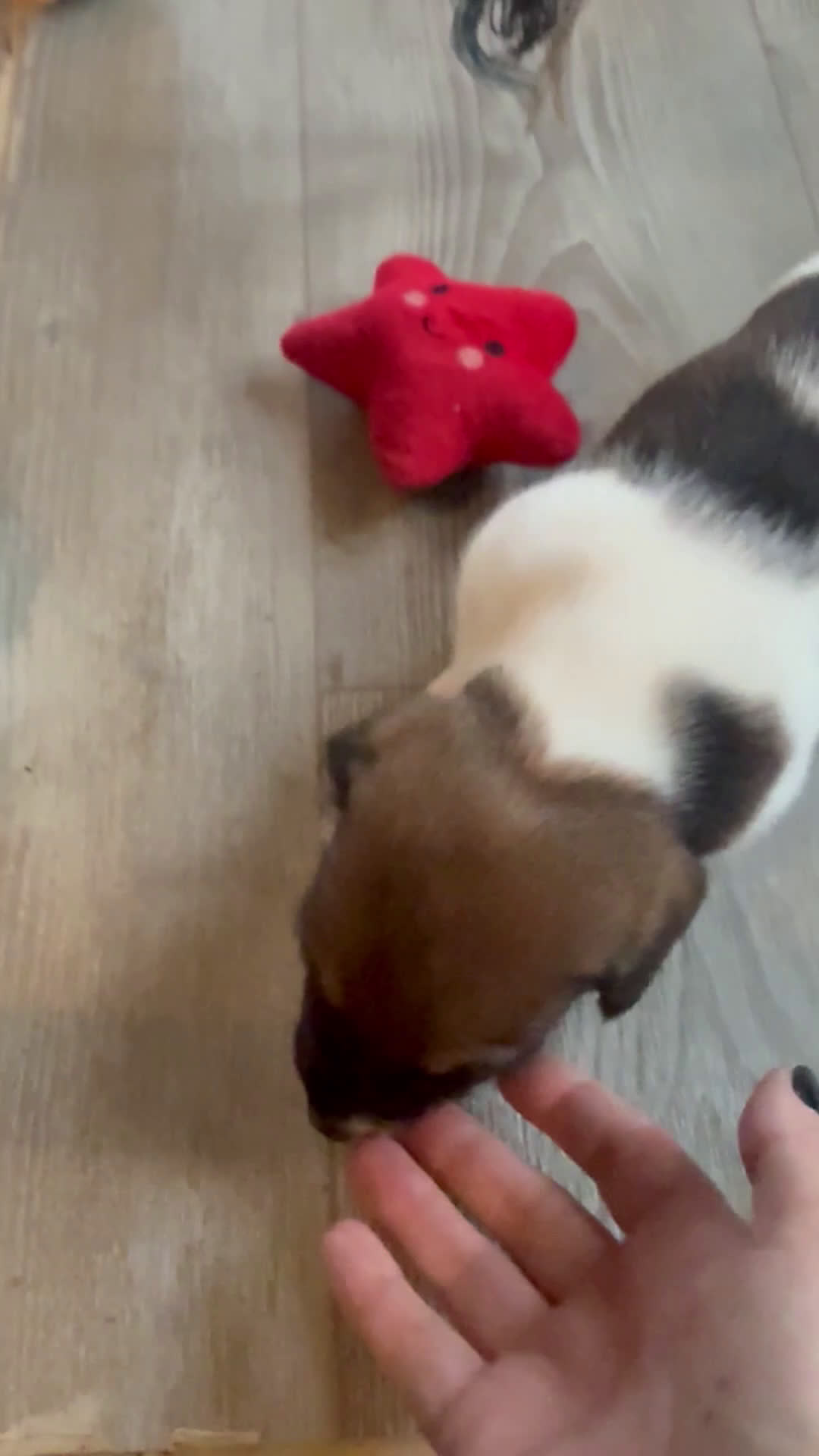 Teckel (korthaar)  honden te koop: Piebald dwergteckel pups - Video 1
