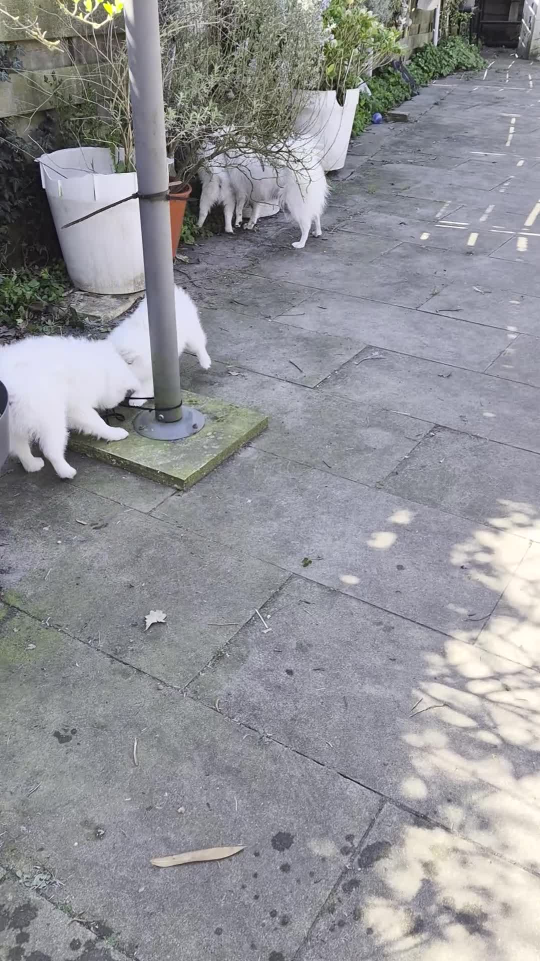 Keeshond honden te koop: Kleine keeshond in Meteren - Video 2