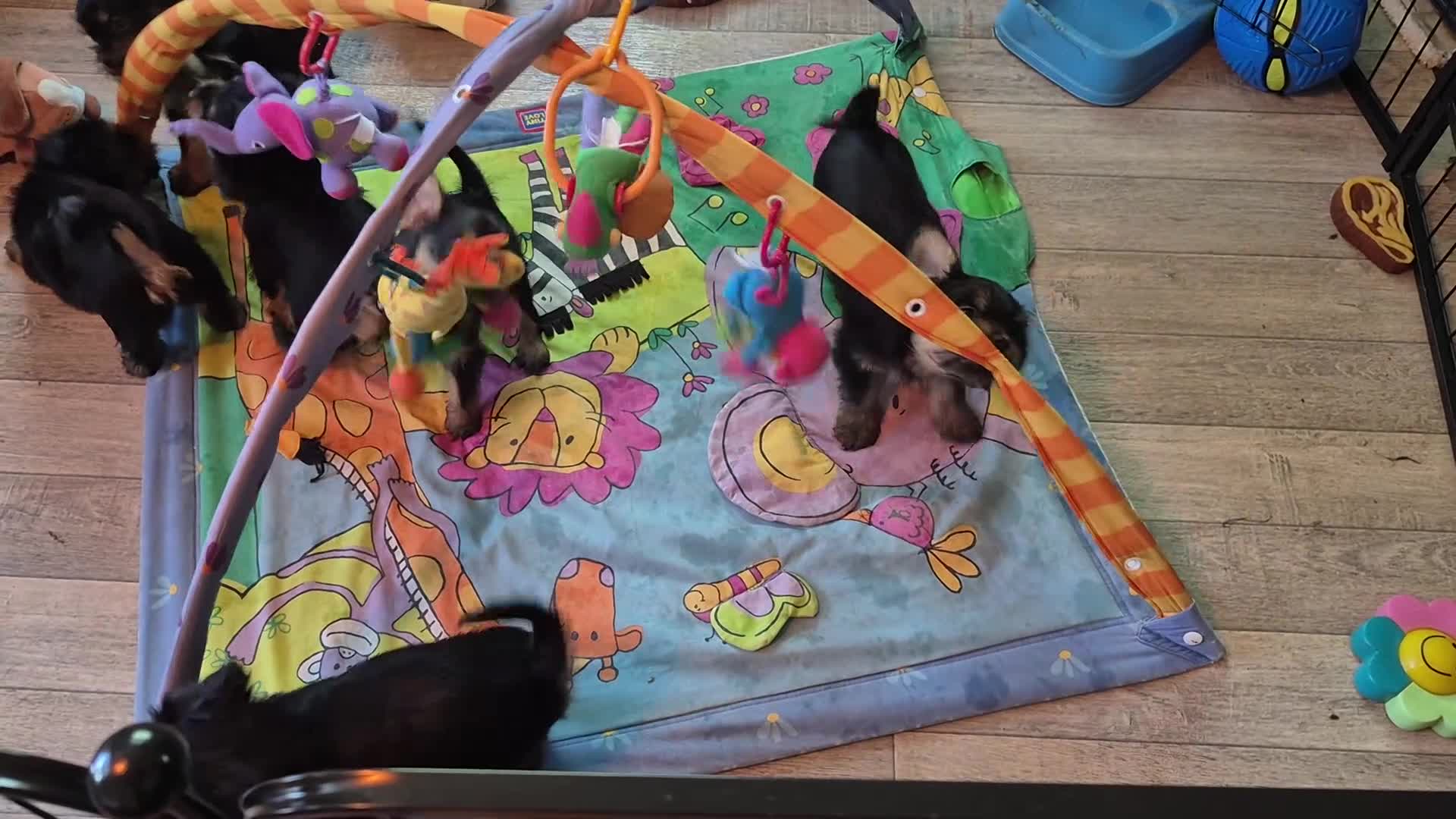 Kruising honden te koop: Prachtige Griffonshires - Video 2