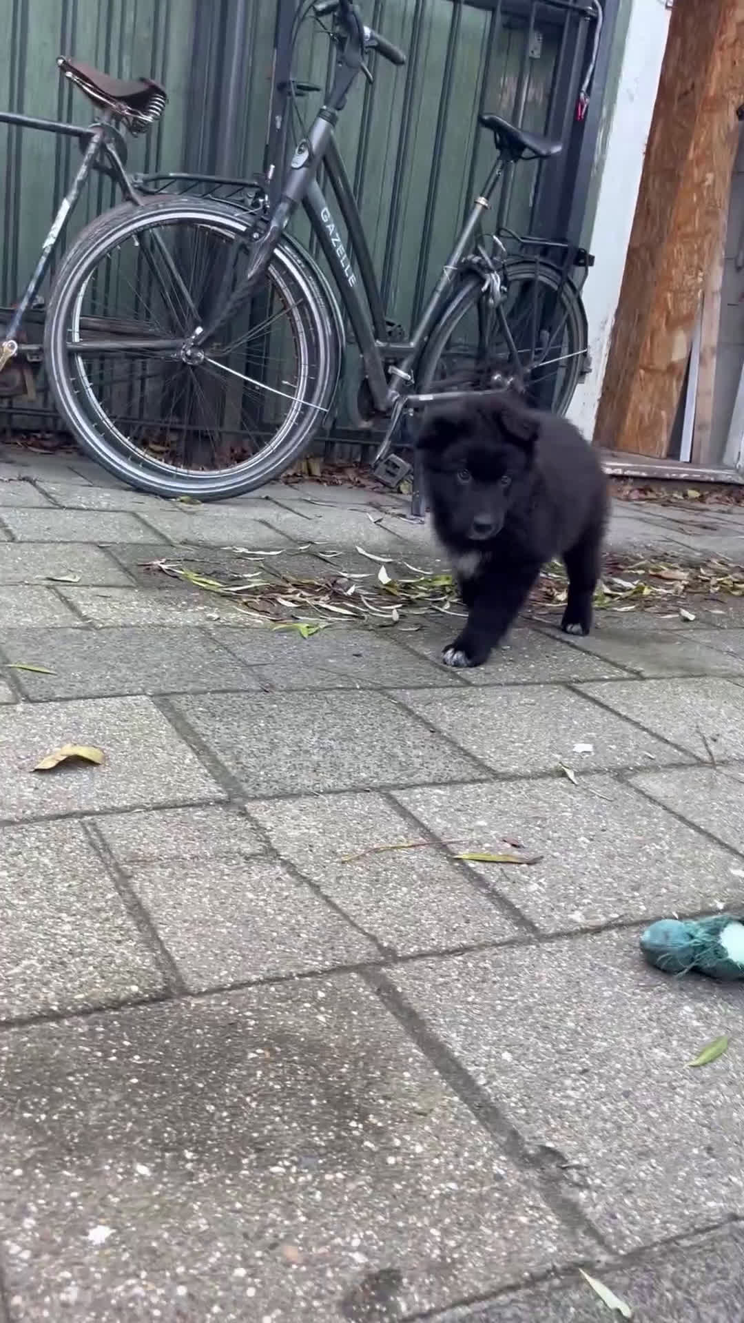 Kruising honden te koop: Lieve duitse herder x border collie pups - Video 4