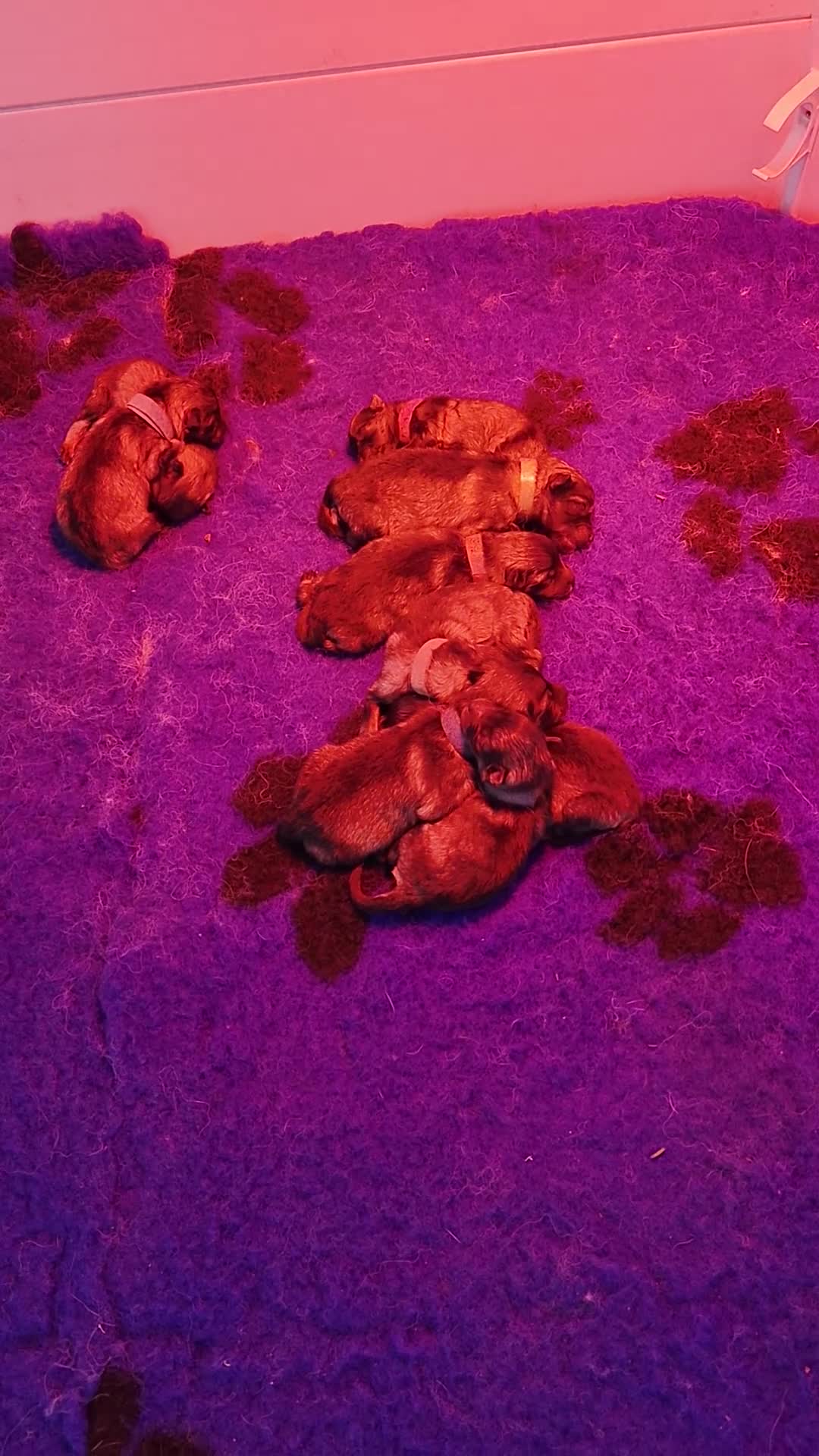 Keeshond honden te koop: Grote grijze keeshond puppy's  - Video 1