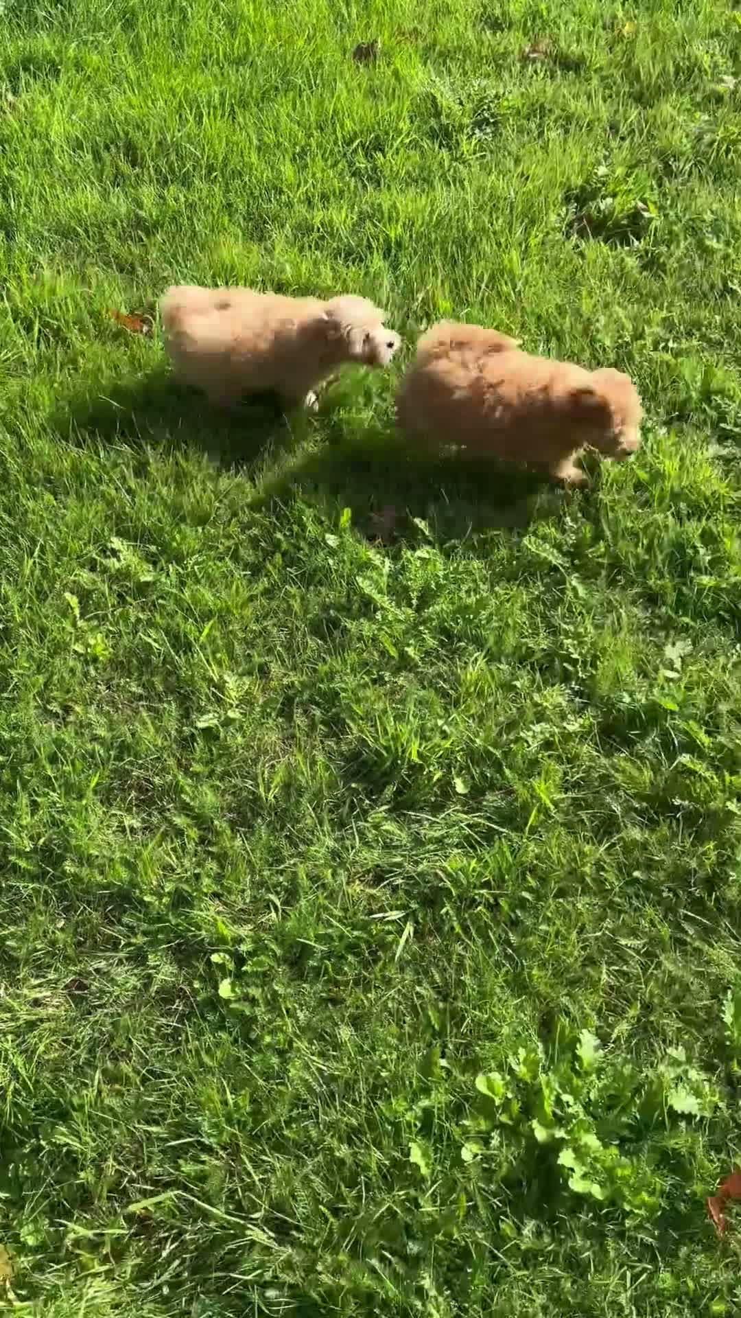 Kruising honden te koop: kruising dwergkees - Video 2