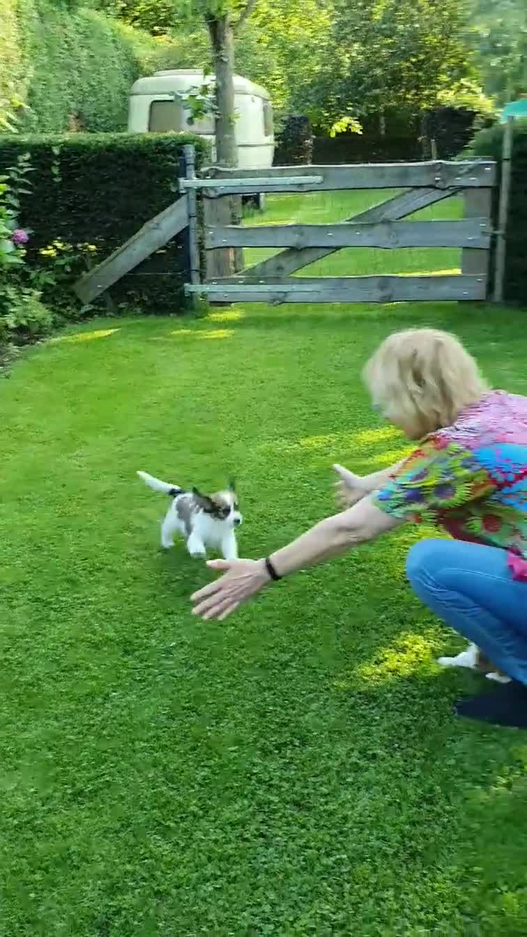 Kooikerhondje honden te koop: kooikerpups verwacht in Udenhout - Video 3