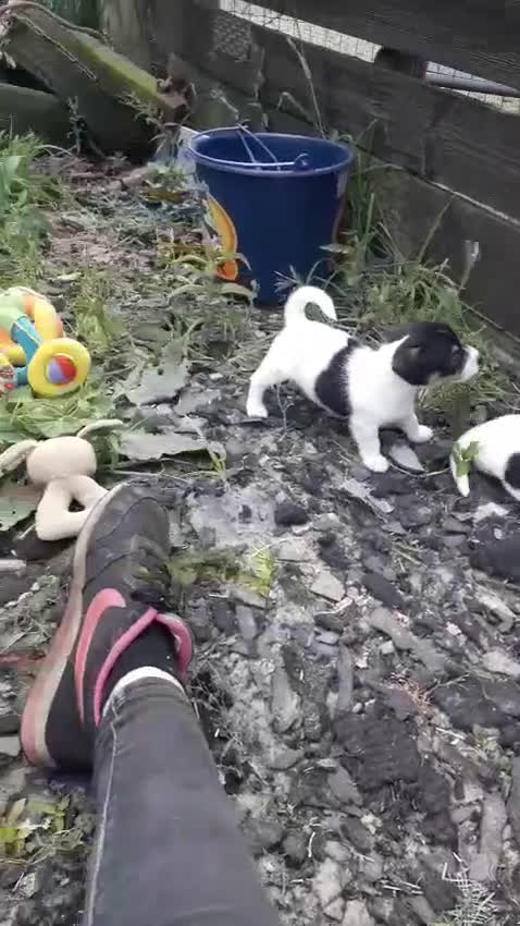 Jack Russel Terriër honden te koop: Lieve ruwharige JACK RUSSELTJES Laagbenig, dď - Video 1