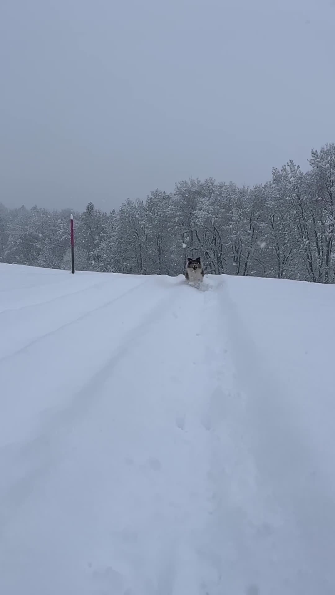 Kruising honden ter dekking: Reu aangeboden ter dekking in Breukelen - Video 1