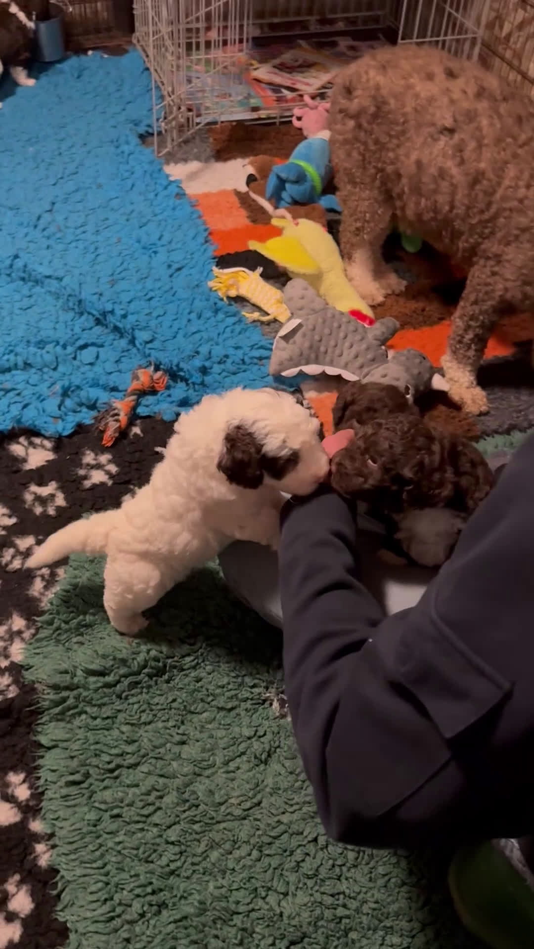 Spaanse Waterhond honden te koop: Spaanse Waterhond pups  - Video 1