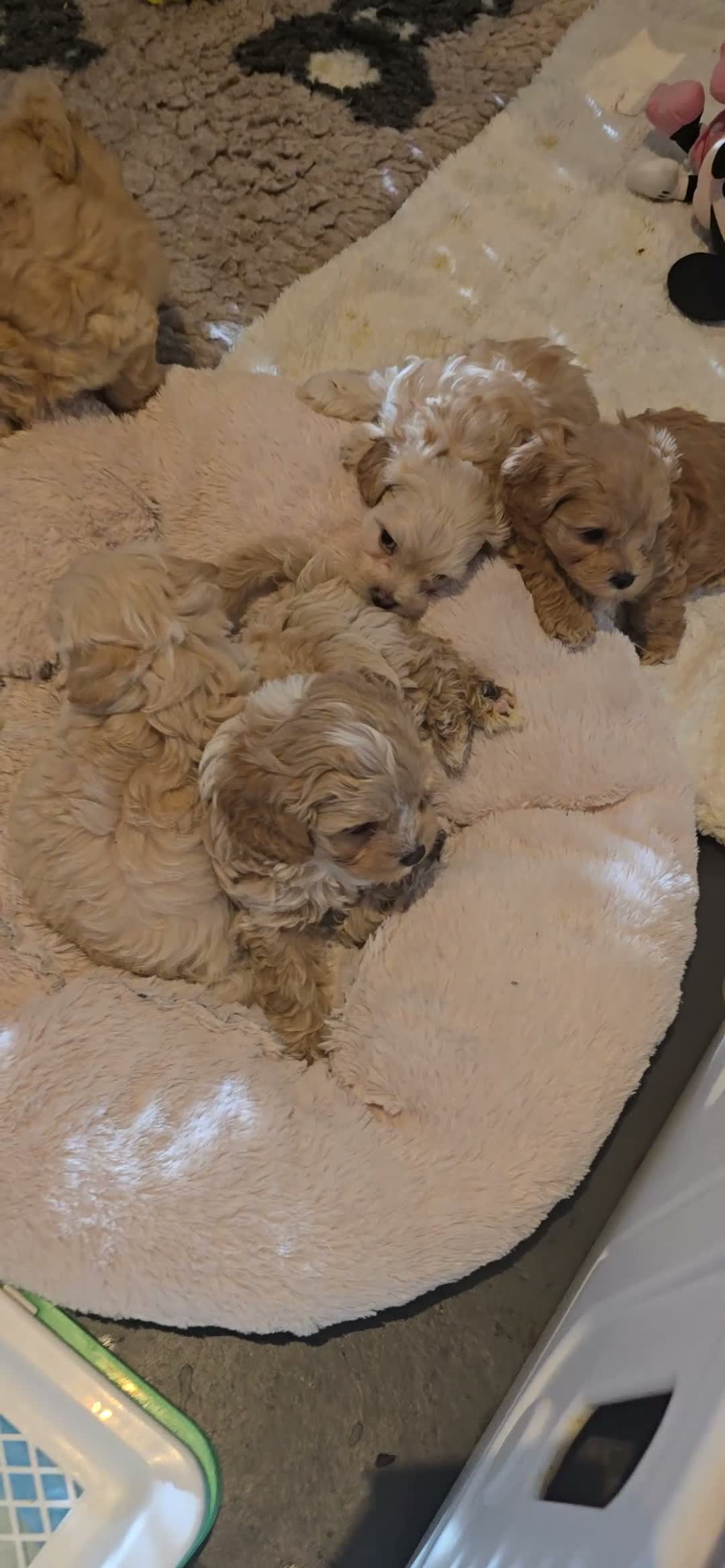 Maltipoo honden te koop: Mooie lieve maltipoo pup pups maltezer toy poedel  - Video 2