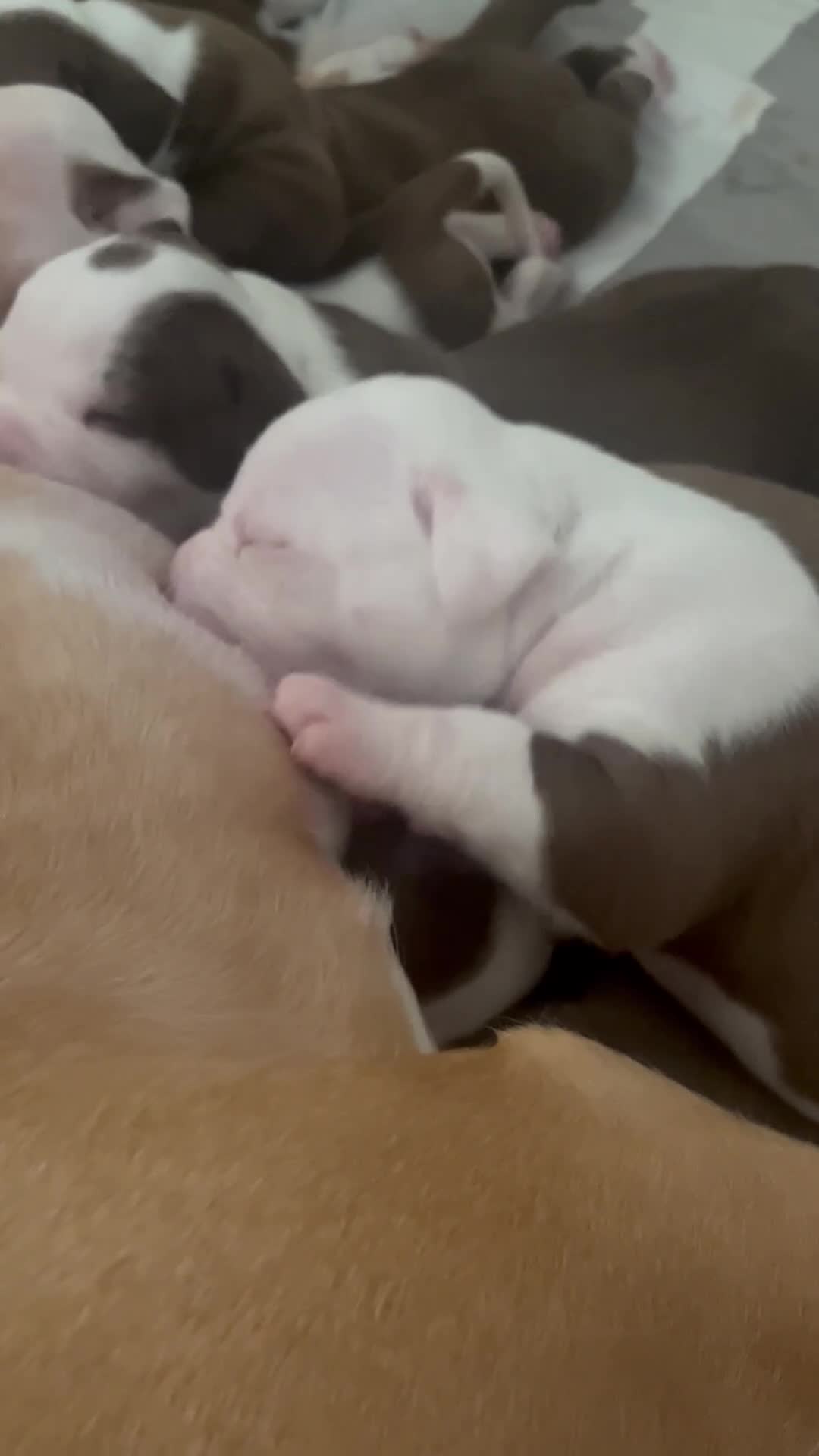 Amerikaanse Bulldog honden te koop: Amerikaanse Bulldog Pups in Eindhoven - Video 1