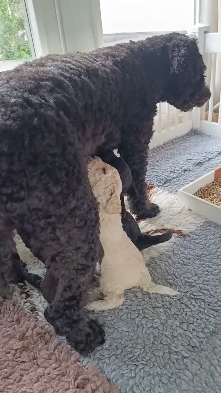 Kruising honden te koop: Nog 1 Doodle-mix reu beschikbaar (regio Nijmegen) - Video 2