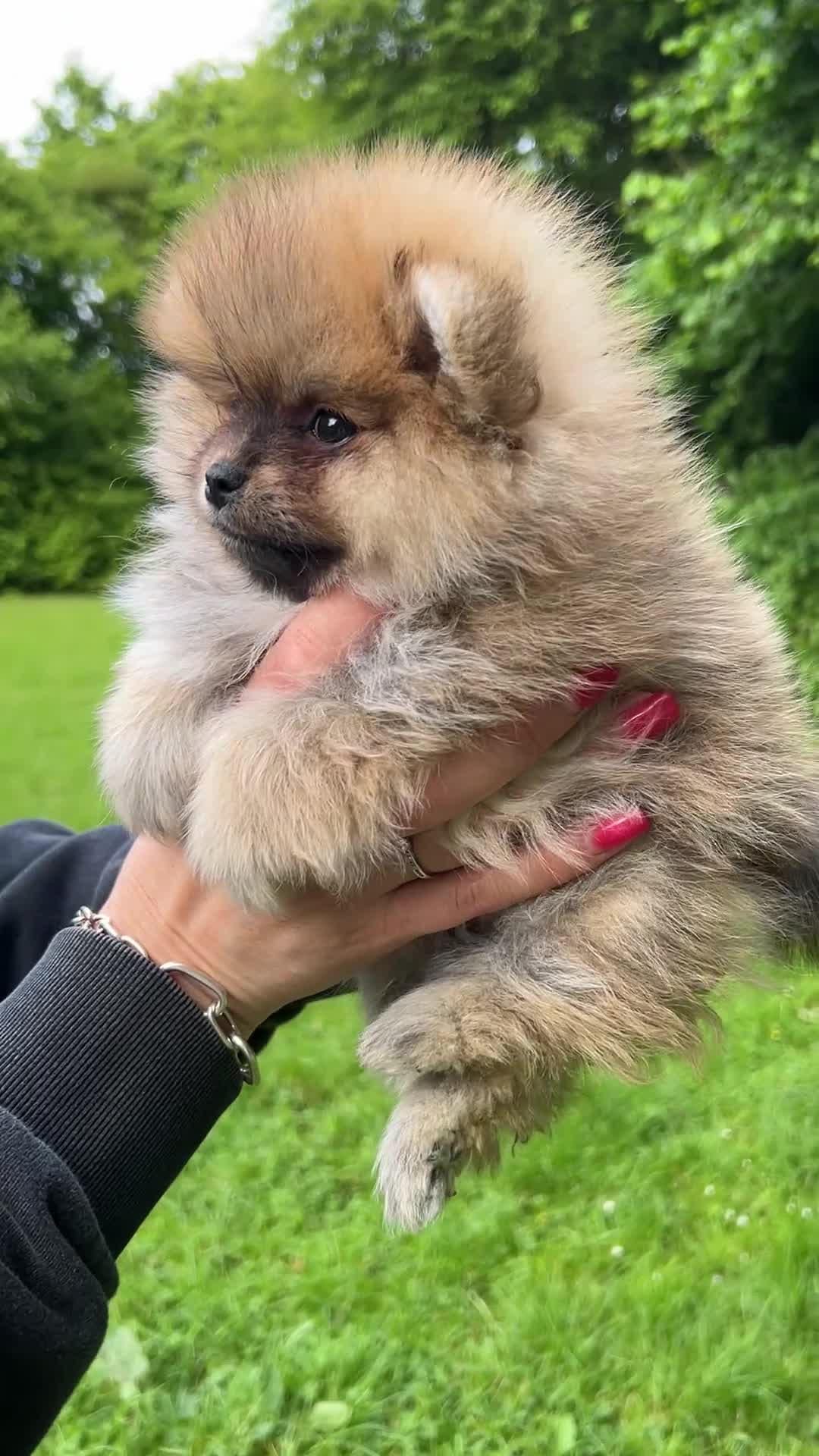 Pomeriaan honden te koop: 🌺Pomeranian 100 %🌺 - Video 1