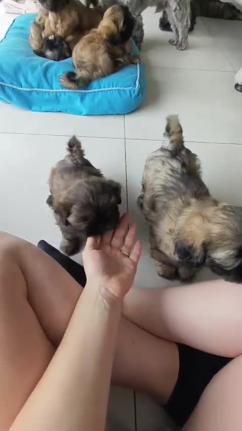 Shih Tzu honden te koop: 6 Mooie shih tzu pups - Video 1