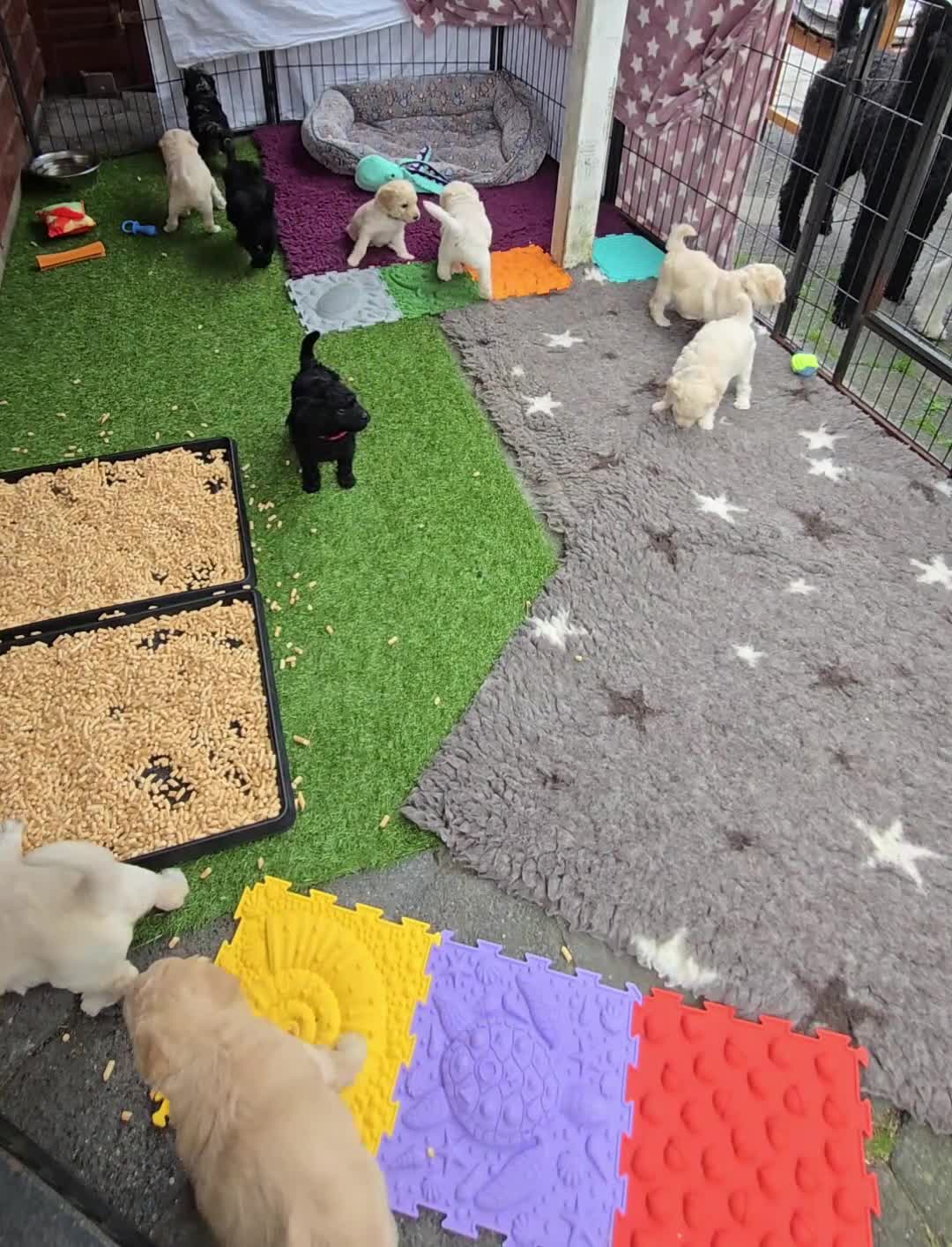 Labradoodle honden te koop: Poedel outcross pups | DNA-geteste ouderdieren - Video 1