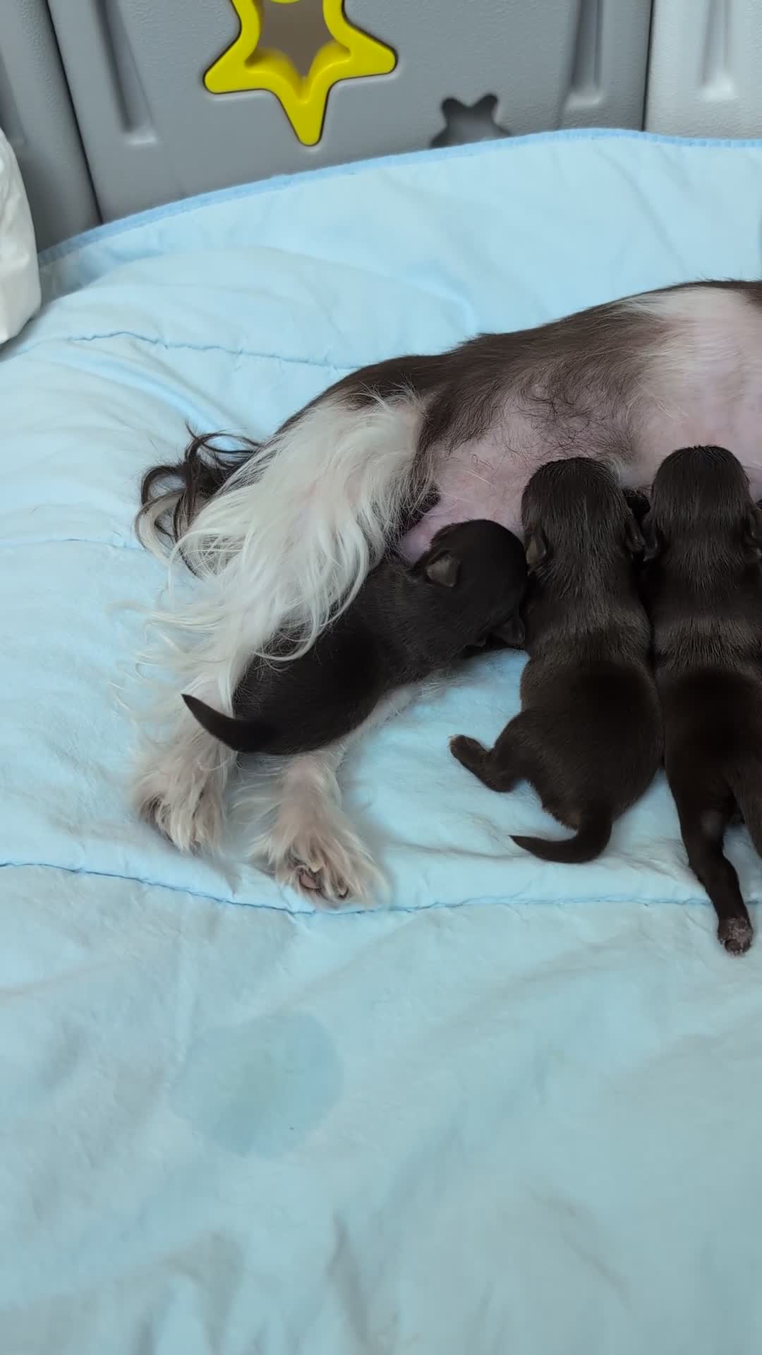 Yorkshire Terriër honden te koop: Prachtig nestje chocolade Yorkshire Terriërs - Video 1