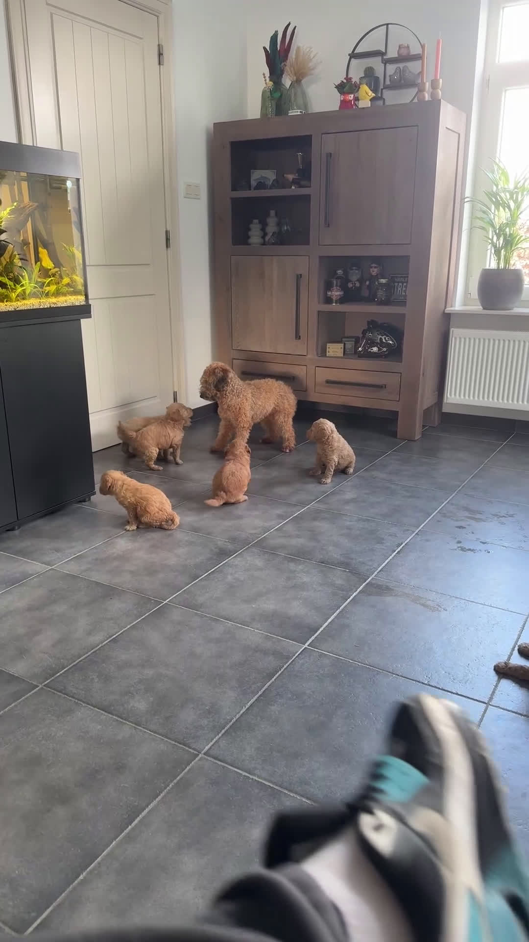 Labradoodle honden te koop: Labradoodle pups - Video 2