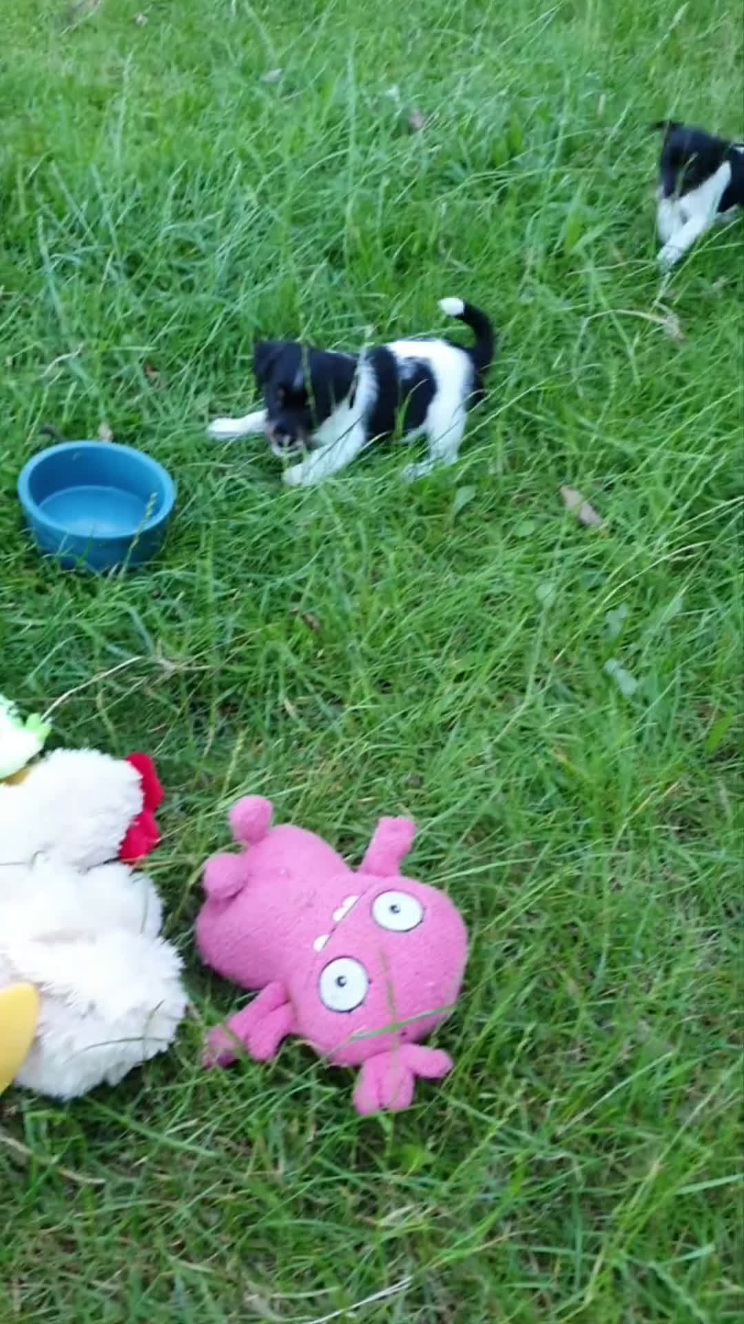 Jack Russel Terriër honden te koop: Lieve ruwharige JACK RUSSELTJES Laagbenig, dď - Video 5