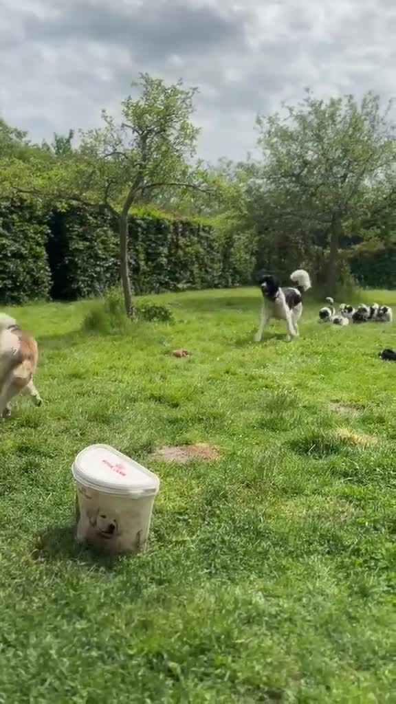 Kruising honden te koop: Schitterende Landseer X Tatra/Aussie/Leonberg pups - Video 2