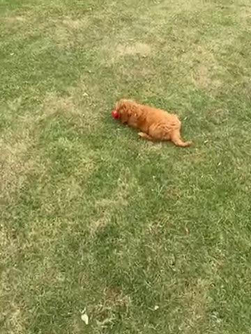 Goldendoodle honden te koop: Mooie Goldendoodle pups - Video 1