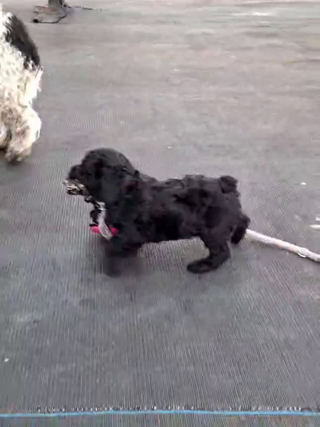 Spaanse Waterhond honden te koop: Spaanse Waterhond Puppy beschikbaar - Video 3