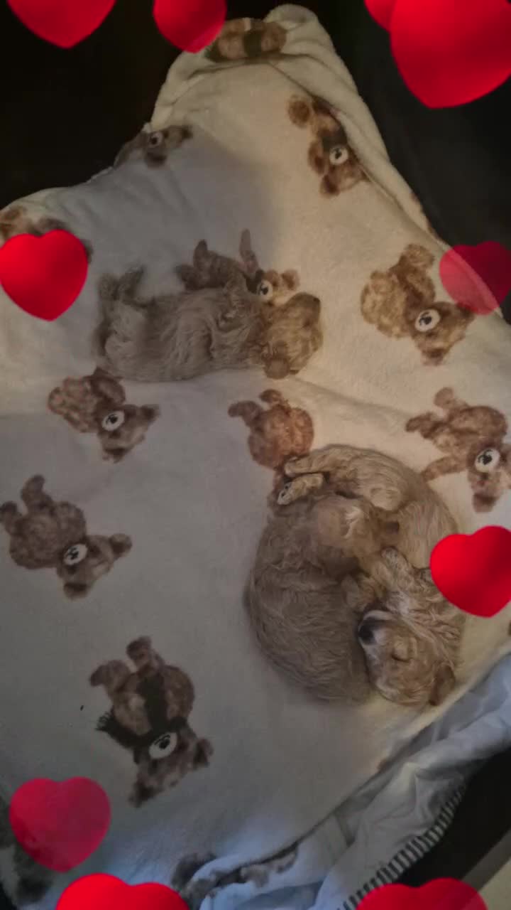 Maltipoo honden te koop: Maltipoo / toypoedel kruising - Video 2