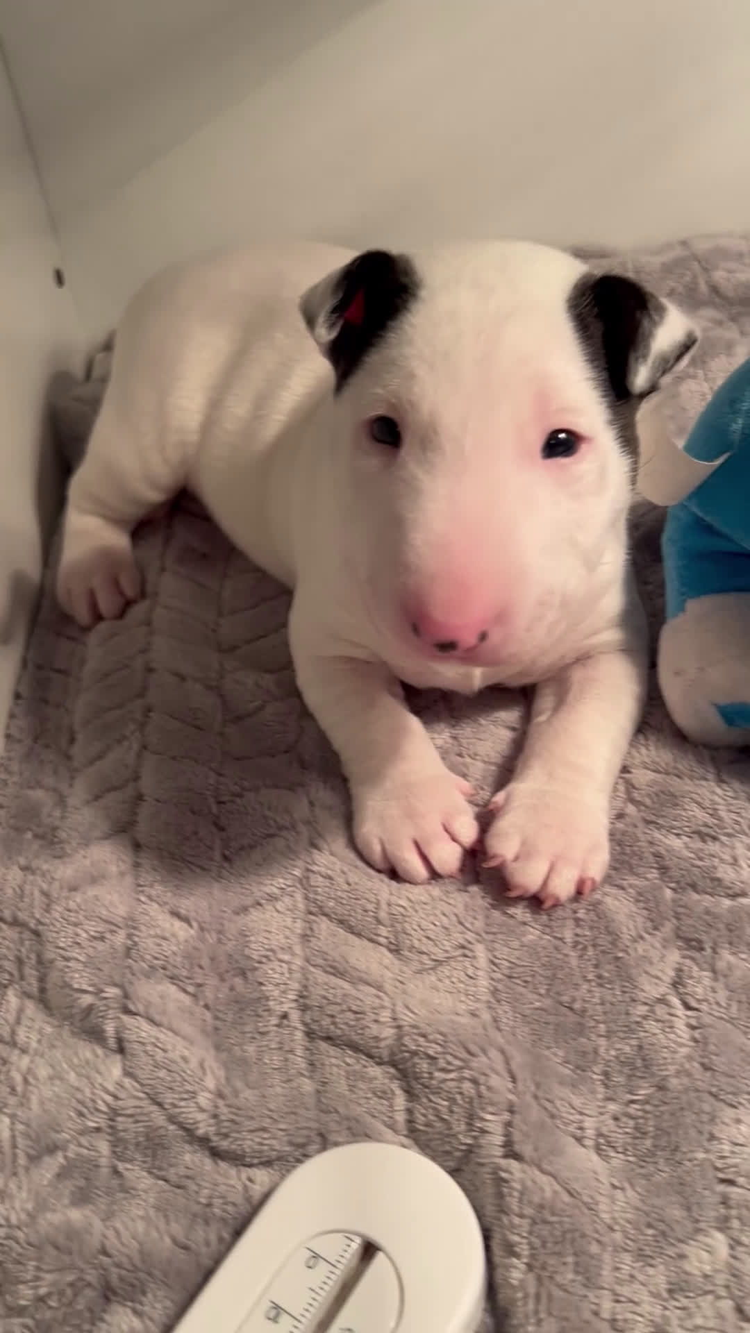 Bull Terriër honden te koop: Mini bull terriër met stamboom raad van beheer  - Video 1