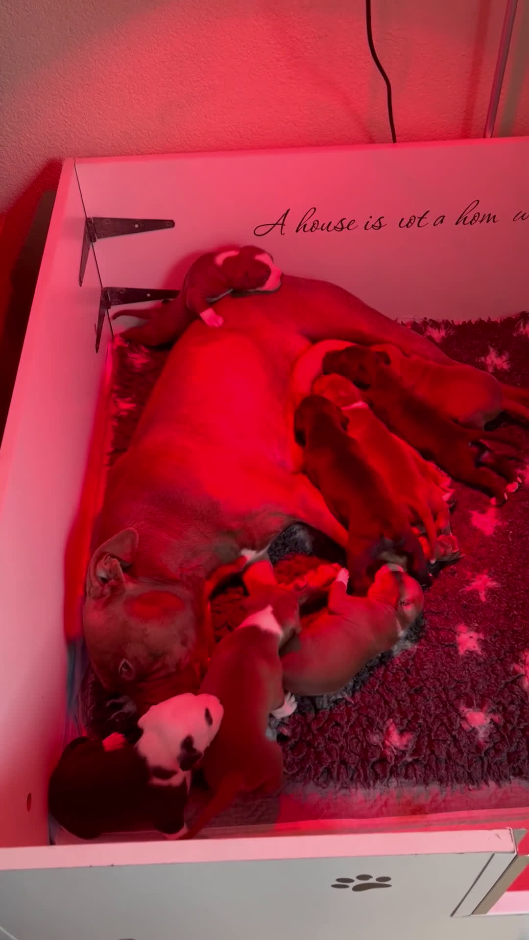 Kruising honden te koop: Pitbull x Amerikaanse Stafford  in Amersfoort - Video 1