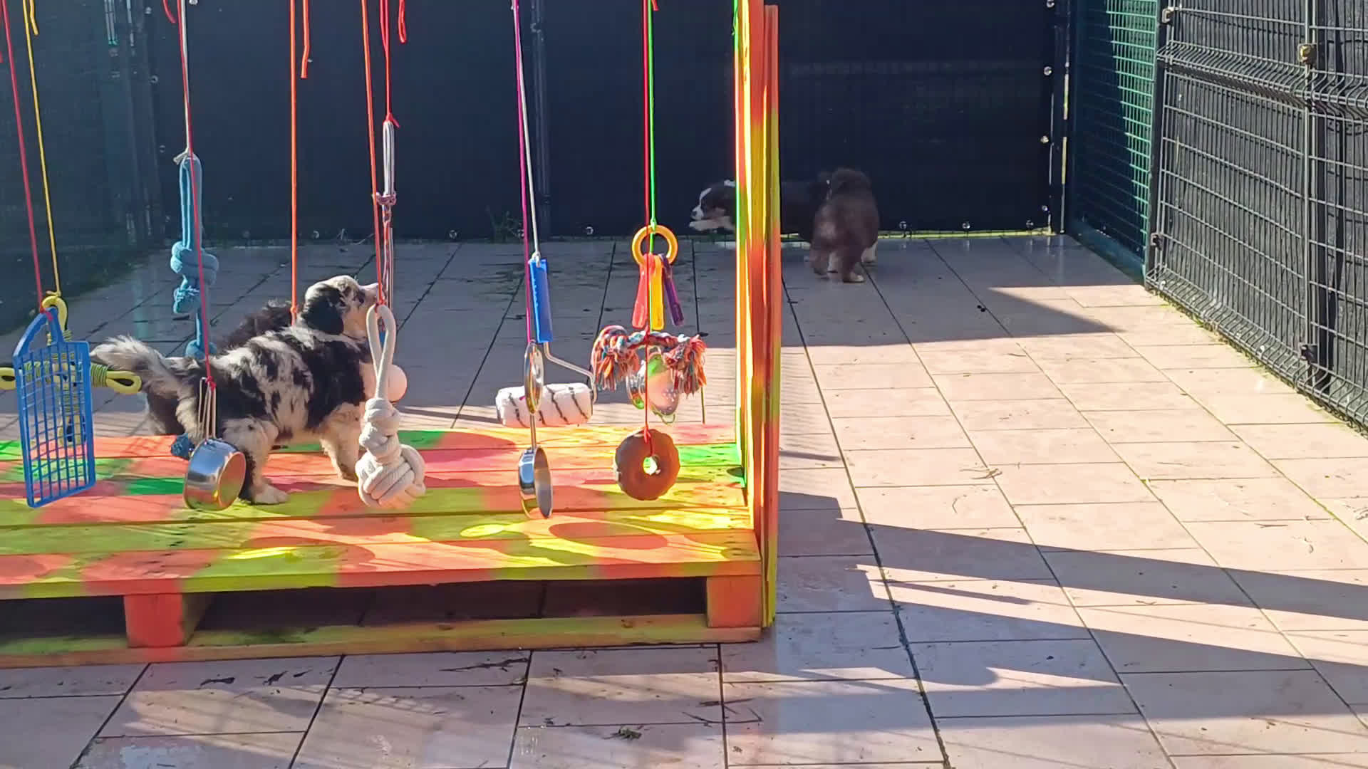 Australian Shepherd honden te koop: Australische Herderpups in Terneuzen - Video 1