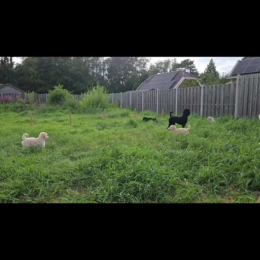 Labradoodle honden te koop: Poedel outcross pups | DNA-geteste ouderdieren - Video 1